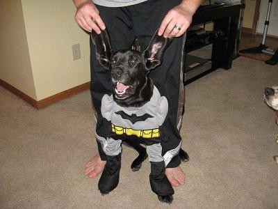 A large breed puppy wearing a batman Halloween costume sitting down in a house in front of a man who is holding the pups long drop ears into a perk pose straight up in the air.