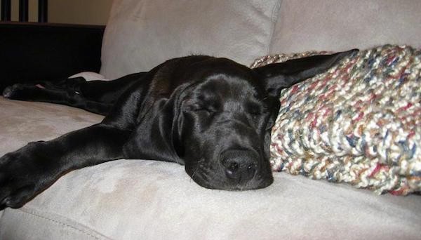 Front view of a large black puppy sleeping on a light gray couch with his head next to a knitted blanket. The dog has a large black nose and long soft looking ears.
