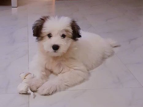A small, thick coated, soft, fluffy white puppy with brown ears laying down on a white tiled floor with a rawhide bone next to his paws.