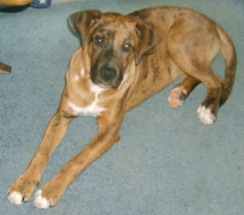 catahoula leopard dog mix