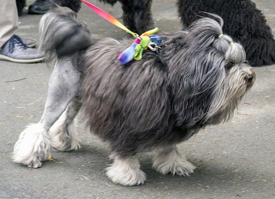 A small breed gray thick coated dog with her back end shaved short and thicker hair on the paws with her hair pulled back in a top knot band standing on a blacktop while on a rainbow leash.