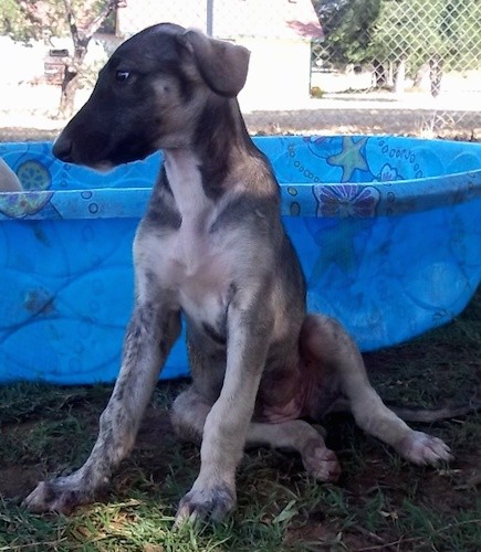 A lanky long legged tan brindle puppy with small ears that fold down to the sides, a long muzzle with a shallow stop and a long neck sitting down in outside grass next to a plastic blue swimming pool.