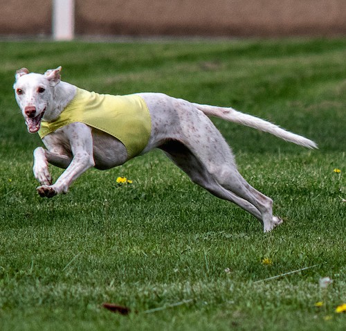 A white Greyhound dog with long legs and a long tail wearing a yellow shirt running through a grass field looking happy.