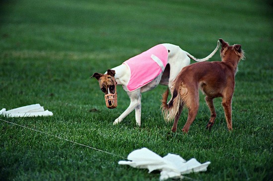 Wicked Coursing - Dog Sports, Dog Lure Coursing, Dog Race, Dog Chase