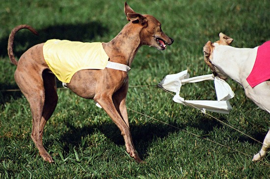 Two greyhound dogs a brown dog wearing a yellow vest and a white dog wearing a pink vest going after a white flag that is attached to a string. The white dog is biting it.
