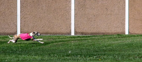 A tan and white brindle greyhound dog wearing a hot pink shirt running in grass next to a tan stone wall.