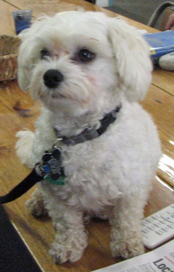 A small thick, wavy coated white dog with dark eyes and a black nose with long drop soft looking ears sitting on a brown table with a remote, a basket and a newspaper next to him.
