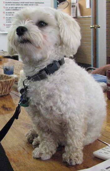 A toy sized white dog with a wavy coat and long soft looking drop ears sitting down on a wooden table looking up and to the left.