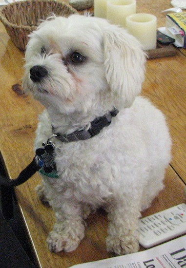A small white dog with black eyes and a black nose sitting down on a wooden table next to a white TV remote and a newspaper looking to the left.