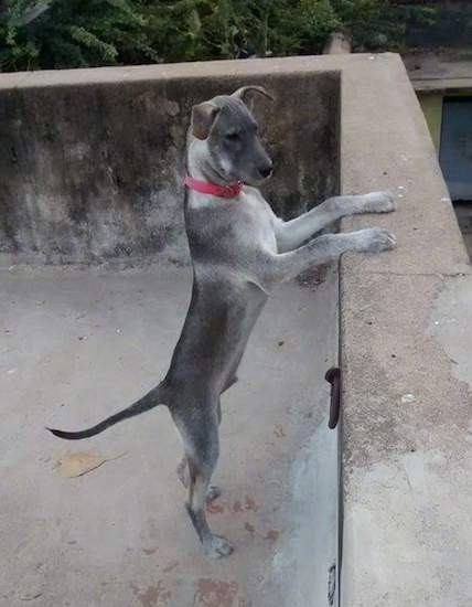 A gray with black puppy jumped up with his front paws on the side of a concrete wall. The dog has ears that fold over and out to the sides, a black nose, dark eyes, a lighter under belly, legs and paws and a black body.