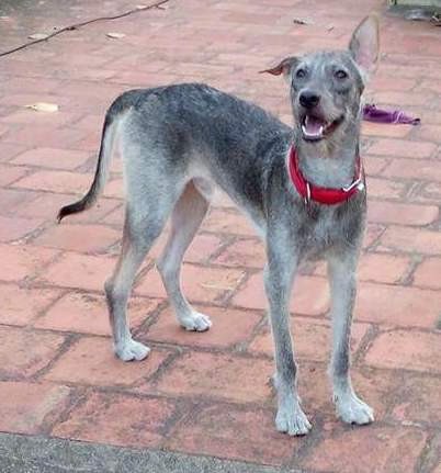 Front side view of a gray and black shorthaired dog with a long tail and long legs, a black nose and dark almond shaped eyes standing on a brick walkway. The dog has one perk ear that stands up and one ear that is folded down and out to the side.