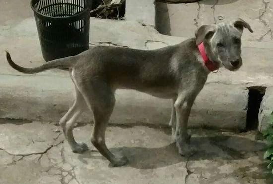 Side view of a short haired gray puppy with a long tail. dark eyes, a black nose wearing a red collar standing outside on concrete next to a black trash.