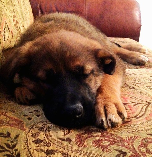 A brown with black large breed puppy with big paws and small fold over ears, a black muzzle and black nose laying down sleeping on a brown oriental patterned couch.