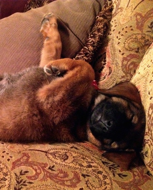 A large breed, brown dog with a black muzzle, black nose and dark tummy laying belly up on a tan oriental patterned couch. The pups ears fold down to the sides.