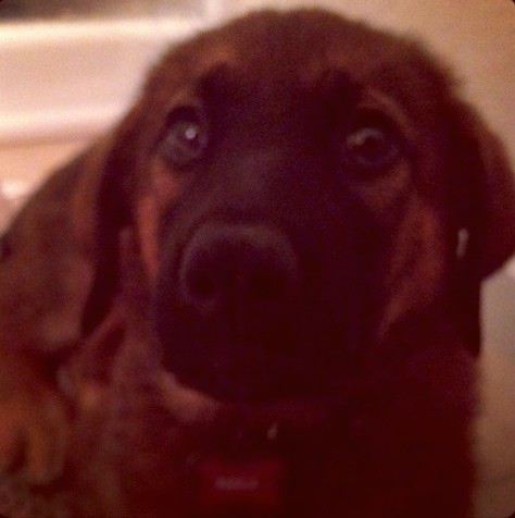 Front view of a brown with black puppy with brown eyes and a black nose and ears that hang down to the sides laying down looking forward.