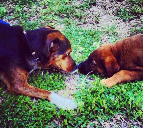 A Beagle hound looking tricolor dog laying down nose to nose with a smaller large breed brown puppy with a black muzzle outside in the grass.