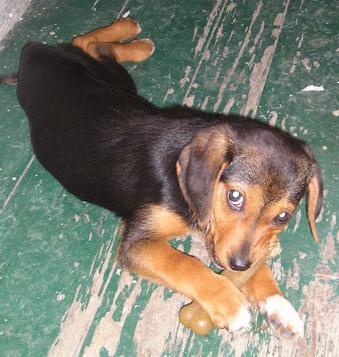 miniature pinscher pomeranian mix