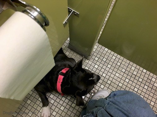 A gray dog with white paws squeezing under a bathroom stall while a person is on the toilet.