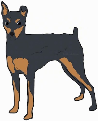 Side view of a drawing of a black with tan dog with dark eyes, a nub for a tail and one ear that stands up to a point and the other ear is folded over at the tip.
