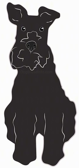 A drawing of a black,thick coated, wiry looking dog with a beard, thick muzzle, black nose, black eyes and ears that stand up and flop over a little at the tips sitting down.
