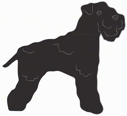 Side view of a drawing of a black,thick coated, wiry looking dog with a beard, thick muzzle, black nose, black eyes and small ears that fold over at the tips and a short tail.