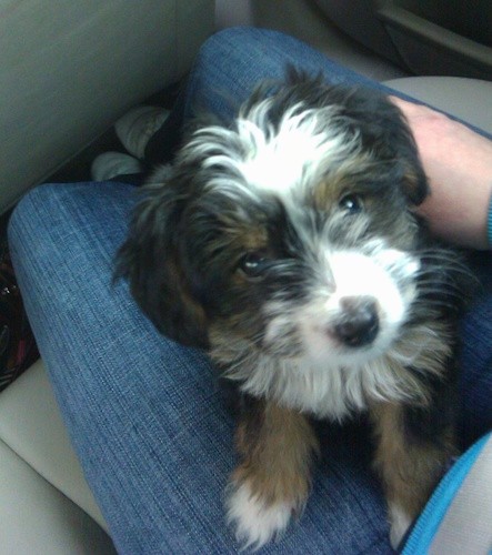 A black, tan and white tricolor, small, soft-looking, fluffy puppy with long soft ears that hang down to the sides, a black nose, dark round eyes sitting on the lap of a person wearing blue jeans inside of a car.