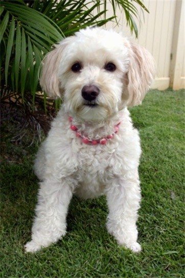 miniature poodle mix dogs