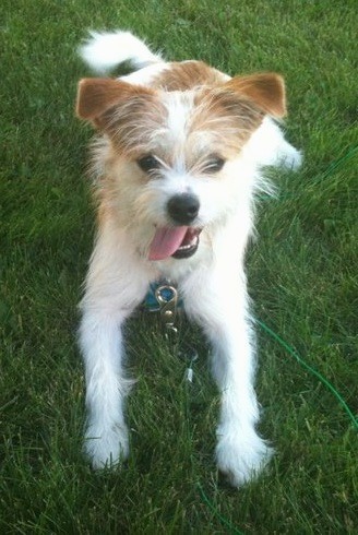 Front view of a white and tan scruffy looking dog with a black nose, dark eyes, black lips and a pink tongue that is hanging out laying down in grass looking playful.