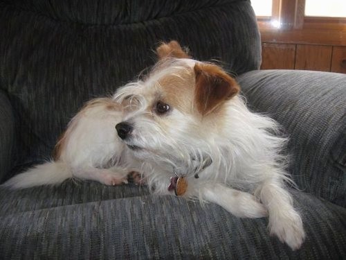 Front side view of a long scruffy, but soft looking white and tan dog with a white body, tan ears and tan on his face and back, brown eyes, a black nose and black lips laying down on a blue couch looking to the left.