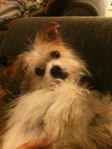 A long haired shaggy white with brown and tan markings, brown ears, a white body, a black nose, dark round eyes and black lips laying on her back on a blue couch with a hand her on belly.