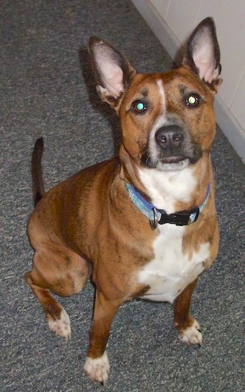 View from the top looking down at a wide chested, thick brown dog with a white chest and perk ears, a black nose and wide round eyes and a long tail sitting on a blue carpet looking up at the camera.