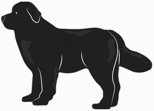 Side view drawing of an extra large black dog with small ears that hang down to the sides, a large head with a big black nose and a long fluffy tail standing.