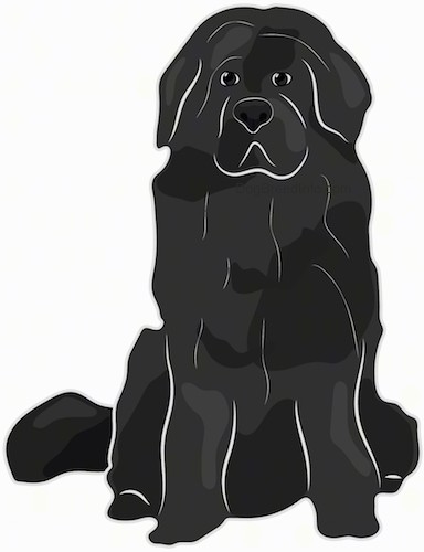 Front view drawing of a thick-coated, extra large breed black dog with a big head, ears that hang down to the sides, a big muzzle with a large black nose and dark eyes sitting down.
