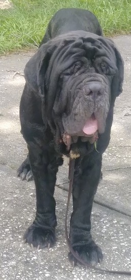 Front view of an extra large dog with a lot of wrinkles all over his head where his eyes look closed, a big black nose, huge paws and a pink tongue standing outside on a sidewalk