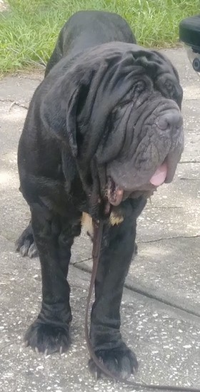 big neapolitan mastiff