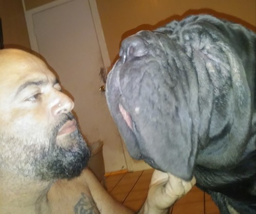Size comparison of a man and a dog face to face and the dog's head is bigger than the man's head. The dog has a lot of wrinkles
