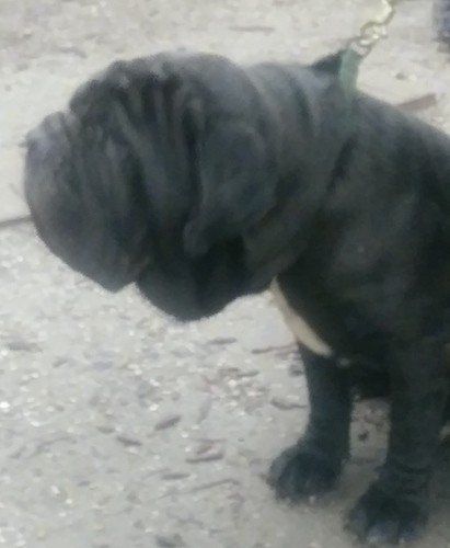 Front side view of a huge mastiff dog with a very large head and a lot of wrinkles on a leash outside in sand
