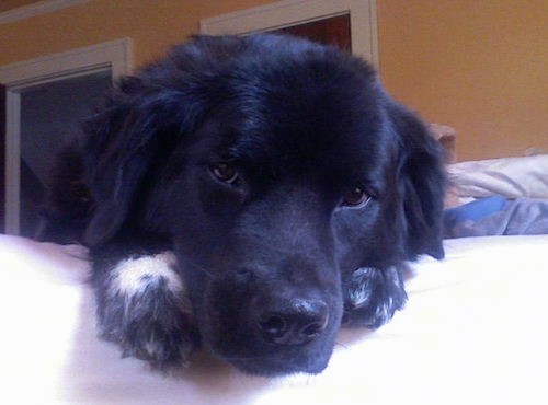 A large black dog with a thick shiny coat and white on his front paws with his head over the edge of a person's bed.