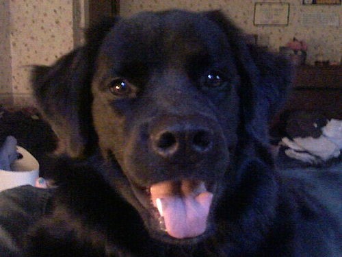 Front view head shot of a black dog with a big head, dark brown eyes, a large black nose and soft ears that hang down to the sides laying down smiling.