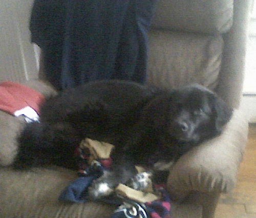 An extra large black thick coated dog laying on a tan recliner on top of a bunch of clothes.