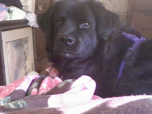 Front side view of a large black dog with long thick hair, a boxy muzzle with a big black nose and ears that hang down to the sides wearing a purple harness laying down on a bed.