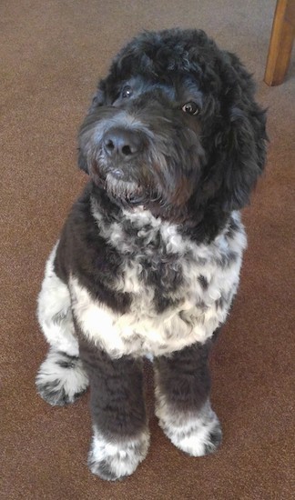 newfoundland dog and poodle mix