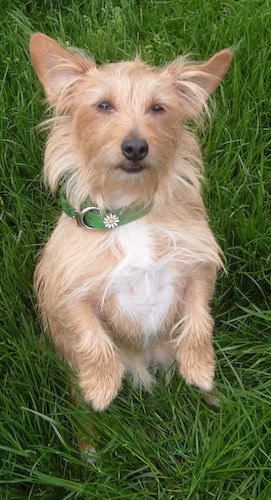 norfolk terrier mix