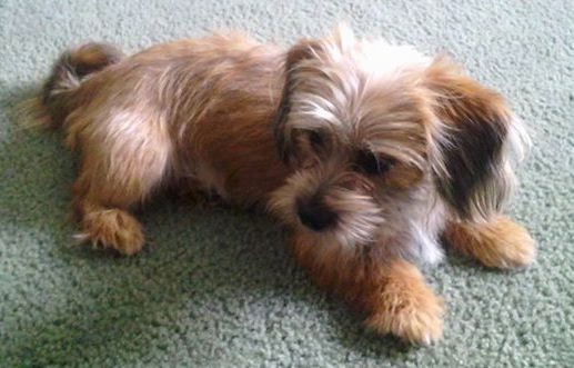 A small tan with black dog with long hair on her face, ears and tail laying down on a green carpet.