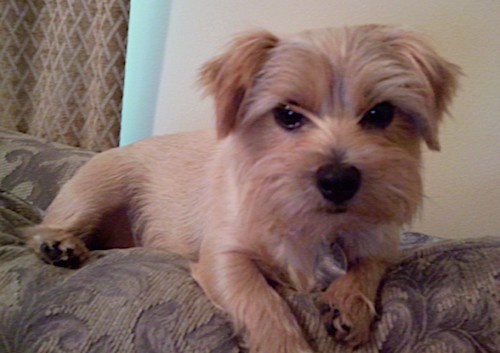 norfolk terrier yorkie mix