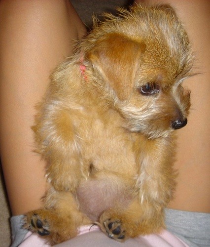 A small soft but shaggy looking puppy with a black nose, dark eyes and small v-shaped ears that hang down to the sides sitting on the lap of a person belly-out.