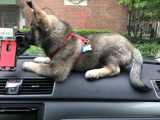 A small thick coated gray with tan puppy laying on the dashboard of a car wearing a red harness.