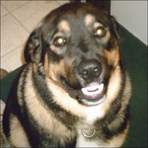 A wide, thick coated, black with tan and white dog sitting down looking up. The dog has brown eyes and a black tongue with patterns of black and tan stripes. The dogs ears are pinned back.