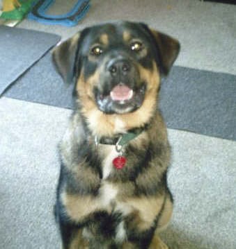 A large breed, thick coated, black with tan dog with brown eyes, a black nose and a little white on his chest with ears that hang down to the sides sitting on a tan carpet looking up at the camera with his pink tongue showing.
