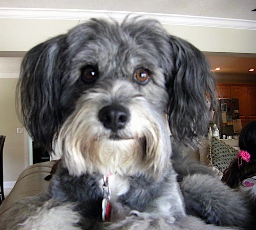 Front view head shot of a gray with white dog that has long hair hanging from her snout like a beard, ears that hang down to the sides with long hair on them, a black nose and wide brown eyes laying on the back of a couch.